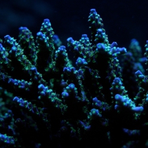Acropora Fluorescenz bei Blaulicht