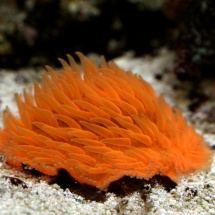 Fungia sp. - Orange Neon