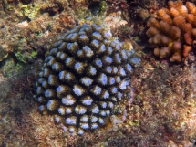 Acropora Blue Tip - Blue Acro coral- Seychellen