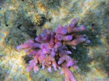 Acropora sp.Pink - True pink Acro coral - Seychellen