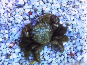 Cymo andreossyi Weißfinger-Korallenkrabbe