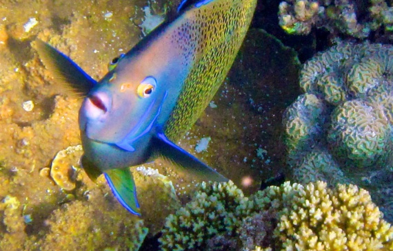 Koran-Kaiserfisch -Semicircle angelfish Pomacanthus semicirculatus - Seychelles