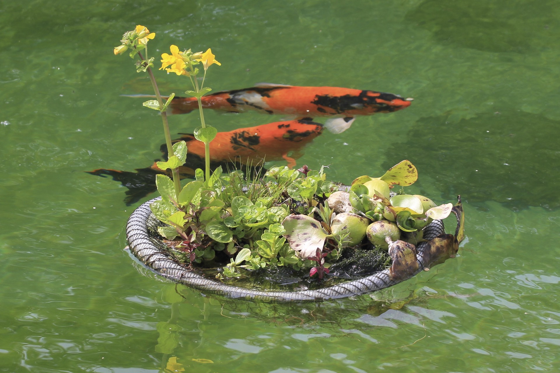 Schwimmende Pflanzeninsel Für Teiche – Schützt Pflanzen Vor Fischen, Durchmesser 62,5 Cm