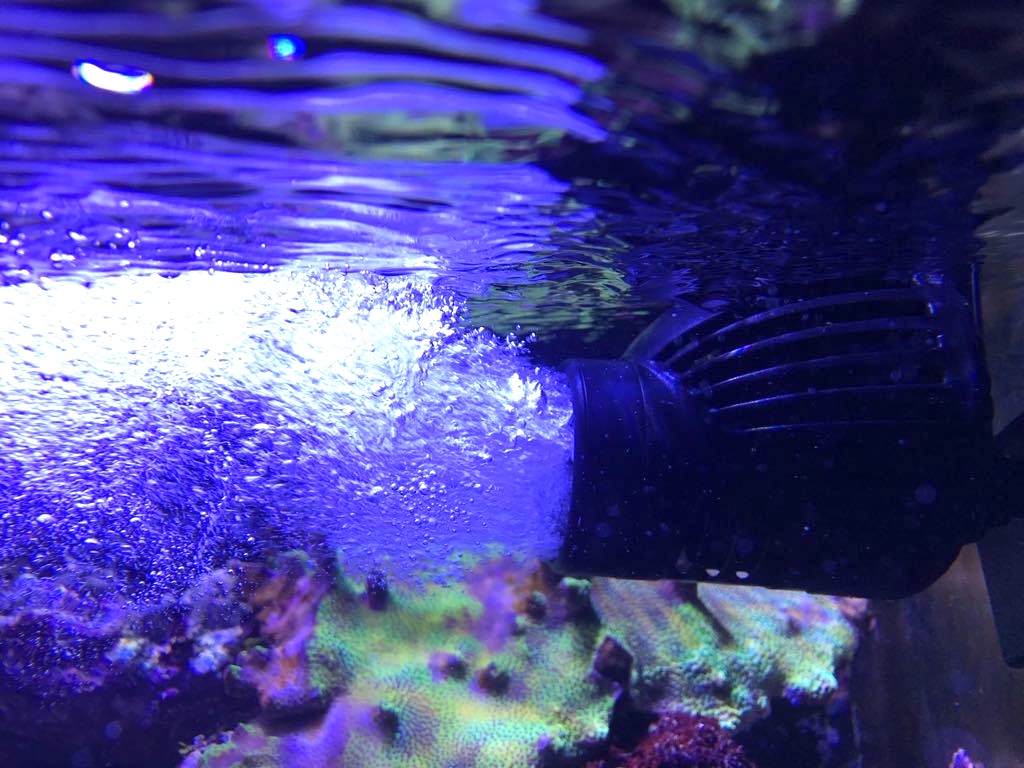 Strömungspumpe im Süßwasser Aquarium - Hält das Becken Sauber - Ist besser  für die Fische 