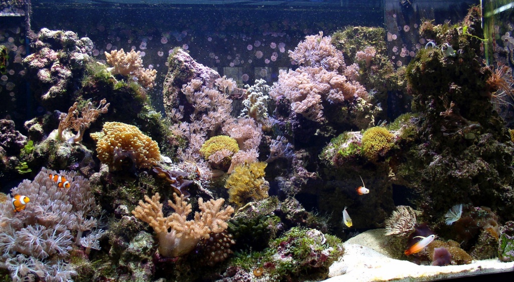 Meerwasseraquarium nach 4 Monaten