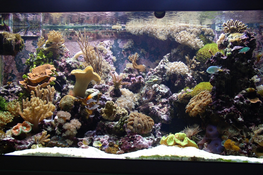 Meerwasseraquarium nach 14 Monaten