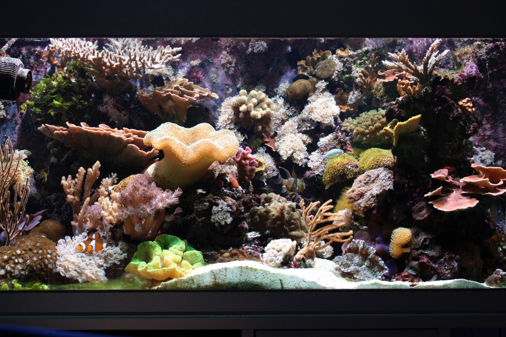 Meerwasseraquarium nach 26 Monaten
