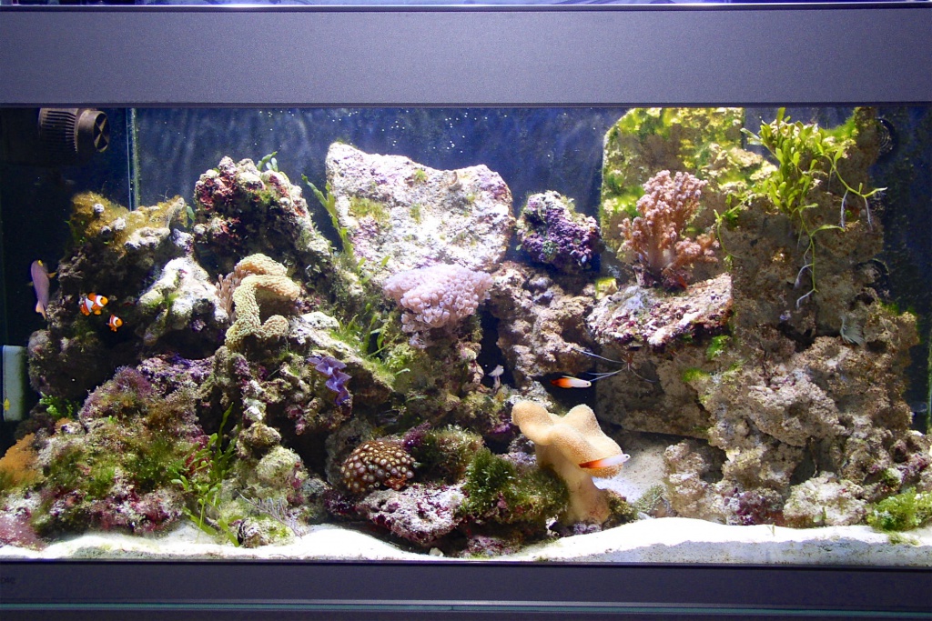 Meerwasseraquarium Besatz mit Fischen