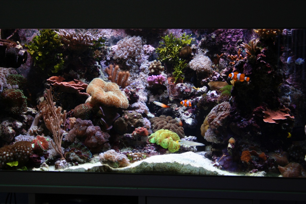 Meerwasseraquarium nach 20 Monaten