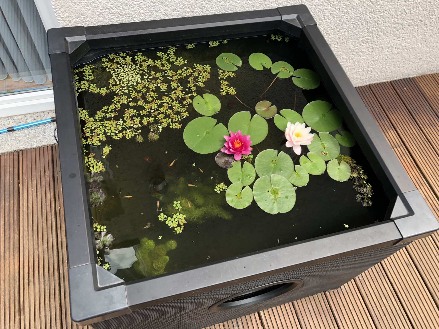 Aufstellung eines Gartenaquariums Blog aquapro2000